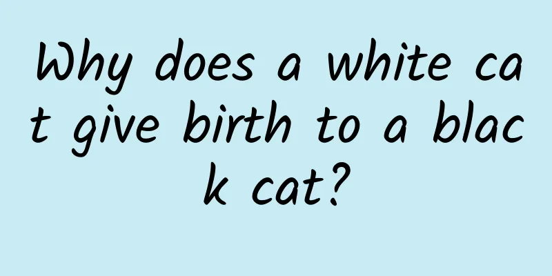 Why does a white cat give birth to a black cat?