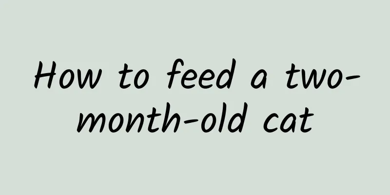 How to feed a two-month-old cat