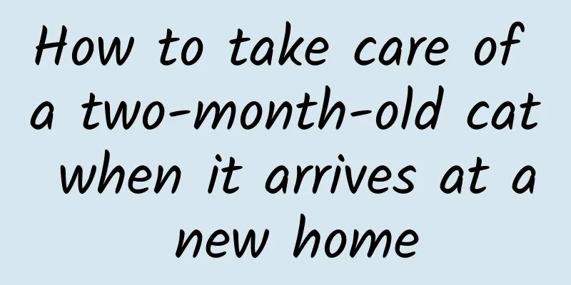 How to take care of a two-month-old cat when it arrives at a new home