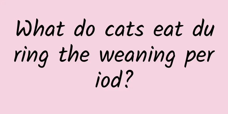 What do cats eat during the weaning period?