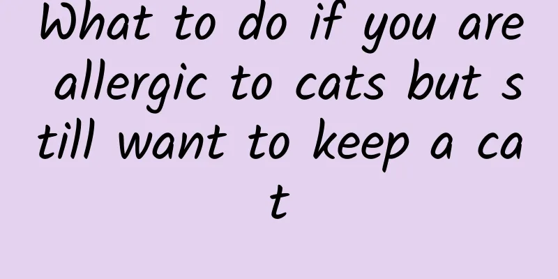 What to do if you are allergic to cats but still want to keep a cat