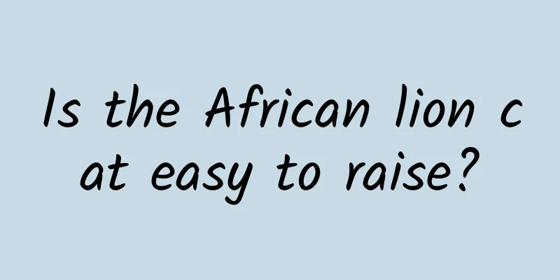 Is the African lion cat easy to raise?