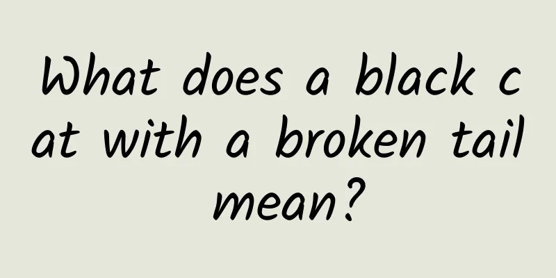 What does a black cat with a broken tail mean?