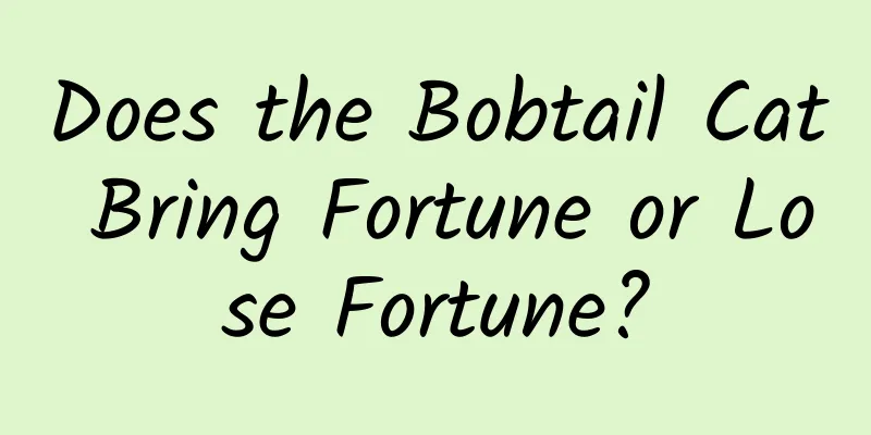 Does the Bobtail Cat Bring Fortune or Lose Fortune?