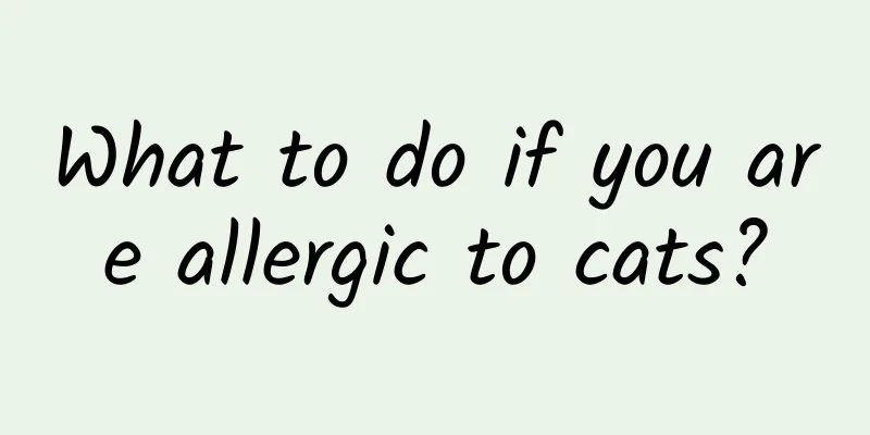 What to do if you are allergic to cats?