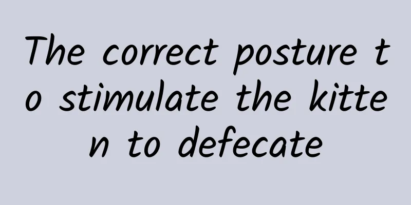 The correct posture to stimulate the kitten to defecate