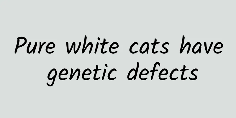 Pure white cats have genetic defects