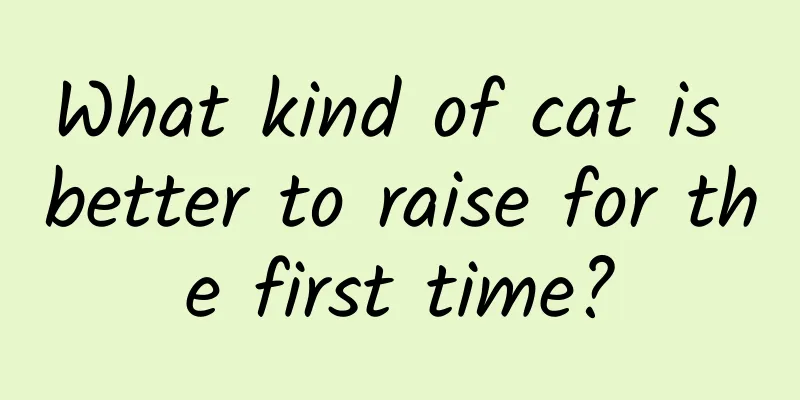 What kind of cat is better to raise for the first time?