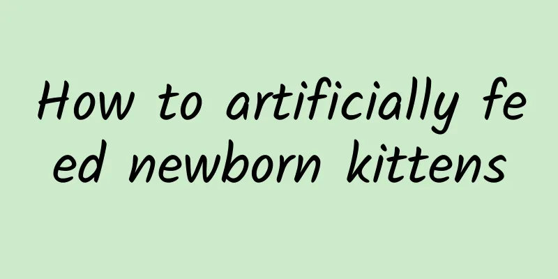 How to artificially feed newborn kittens