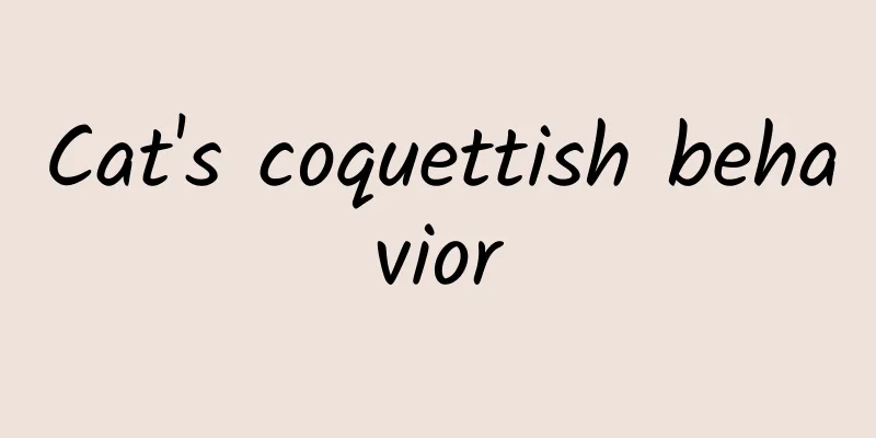 Cat's coquettish behavior