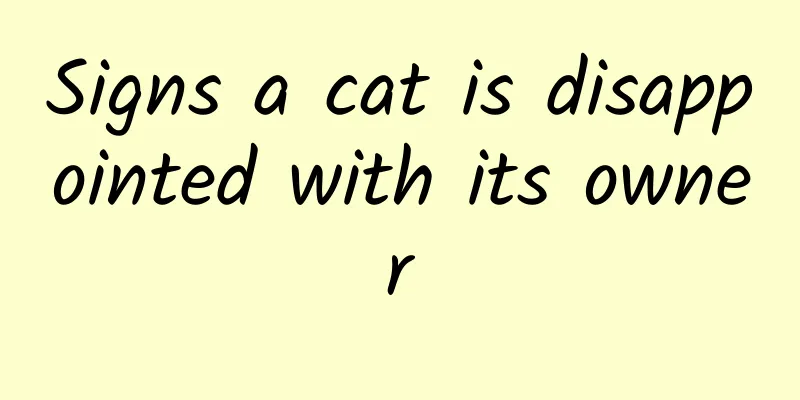 Signs a cat is disappointed with its owner