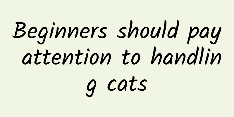 Beginners should pay attention to handling cats
