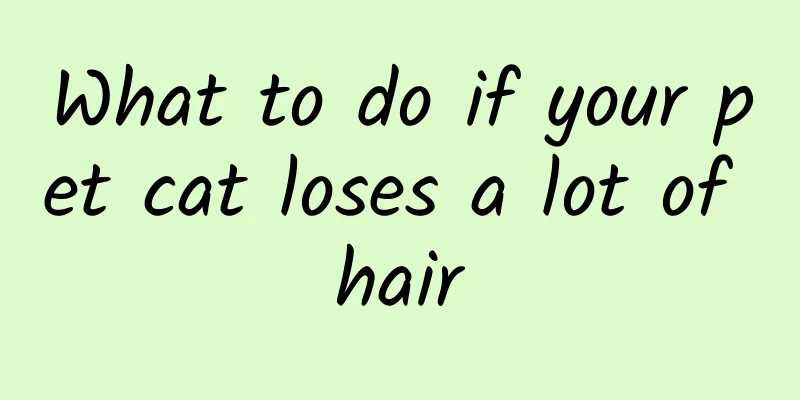 What to do if your pet cat loses a lot of hair