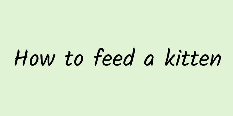 How to feed a kitten