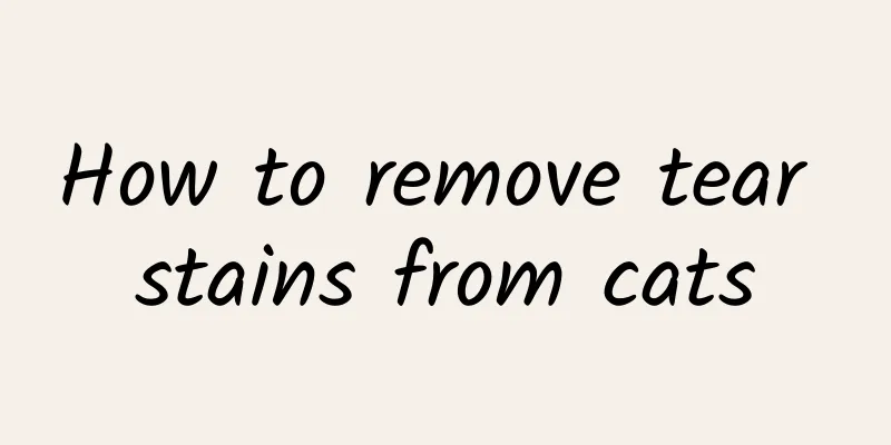 How to remove tear stains from cats