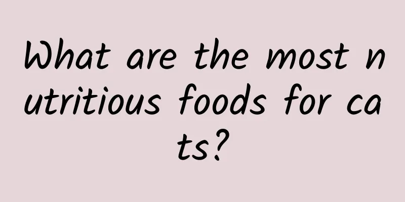 What are the most nutritious foods for cats?