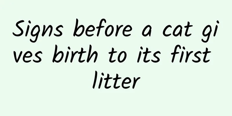 Signs before a cat gives birth to its first litter