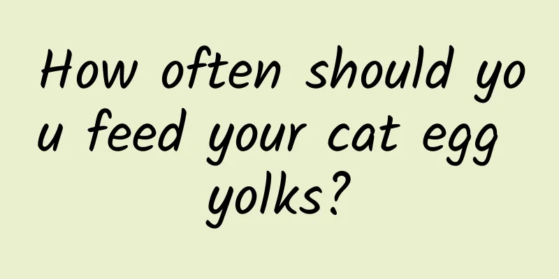 How often should you feed your cat egg yolks?