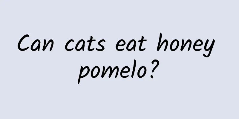 Can cats eat honey pomelo?
