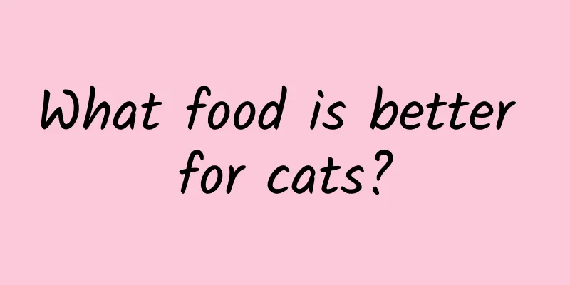 What food is better for cats?