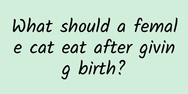 What should a female cat eat after giving birth?