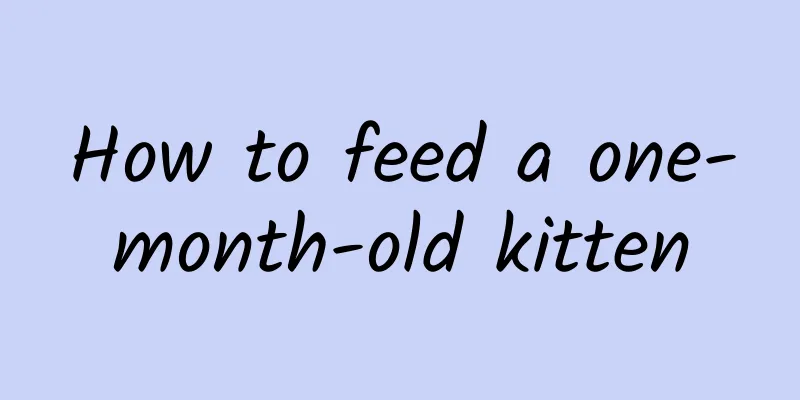 How to feed a one-month-old kitten