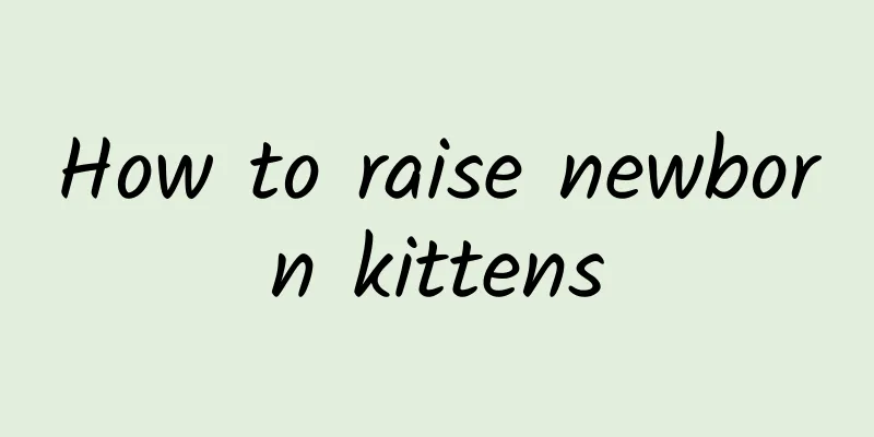 How to raise newborn kittens
