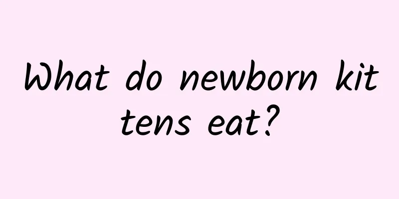 What do newborn kittens eat?