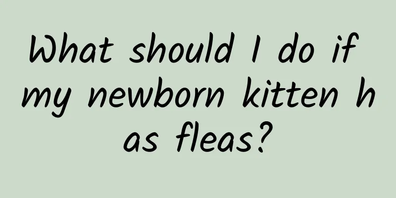 What should I do if my newborn kitten has fleas?