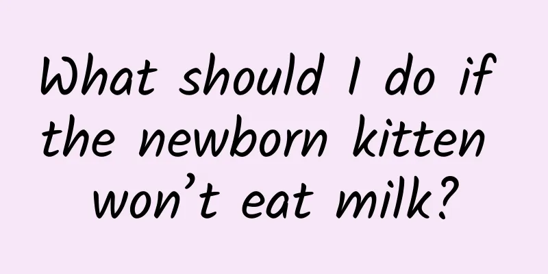 What should I do if the newborn kitten won’t eat milk?