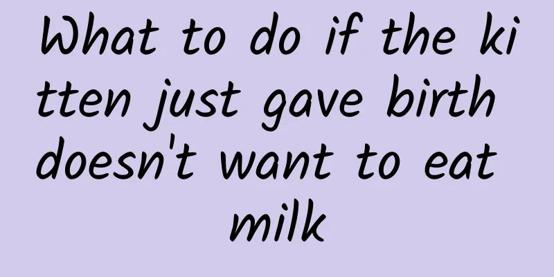 What to do if the kitten just gave birth doesn't want to eat milk
