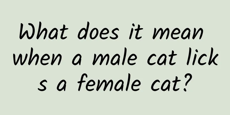 What does it mean when a male cat licks a female cat?