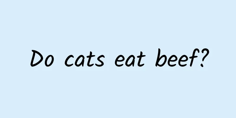 Do cats eat beef?
