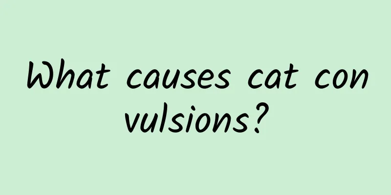 What causes cat convulsions?