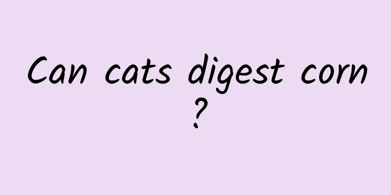 Can cats digest corn?