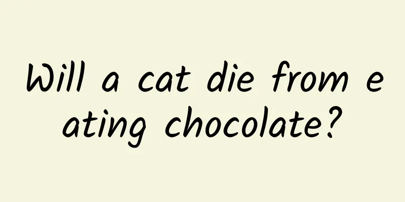 Will a cat die from eating chocolate?