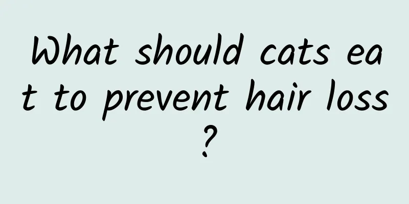What should cats eat to prevent hair loss?