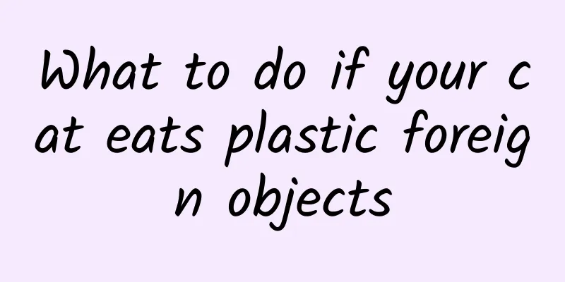 What to do if your cat eats plastic foreign objects