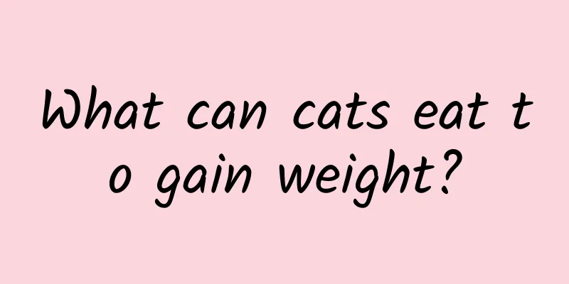 What can cats eat to gain weight?