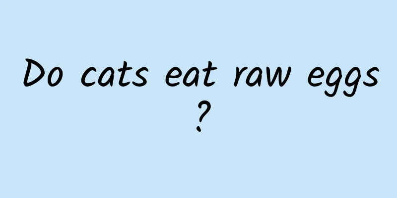 Do cats eat raw eggs?