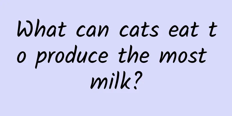 What can cats eat to produce the most milk?