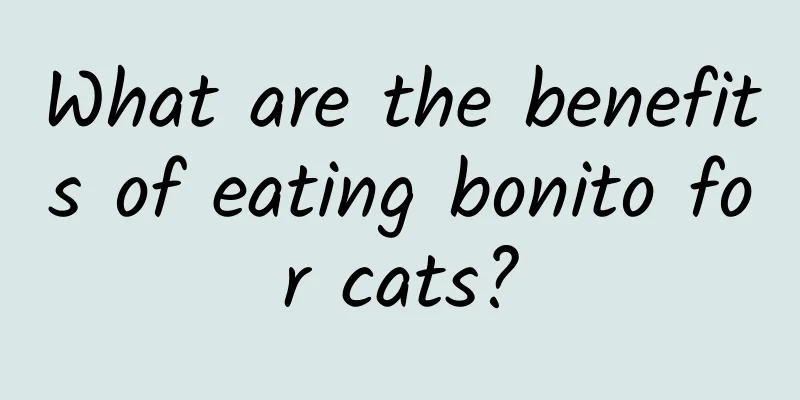 What are the benefits of eating bonito for cats?