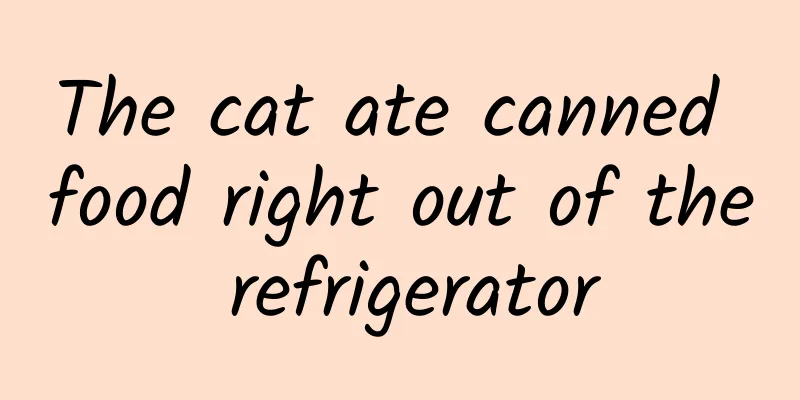 The cat ate canned food right out of the refrigerator