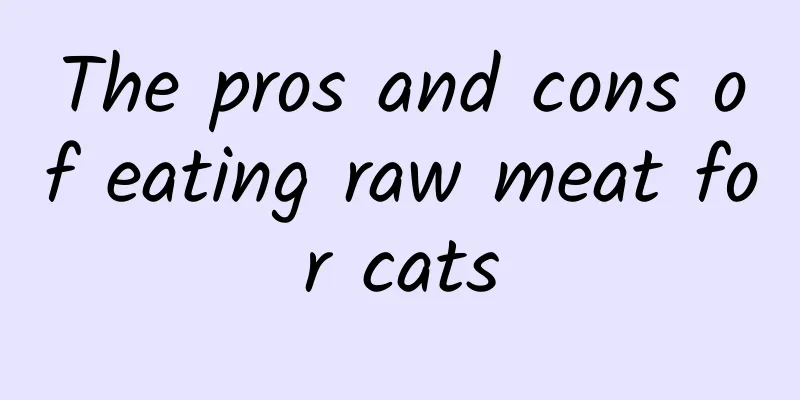 The pros and cons of eating raw meat for cats