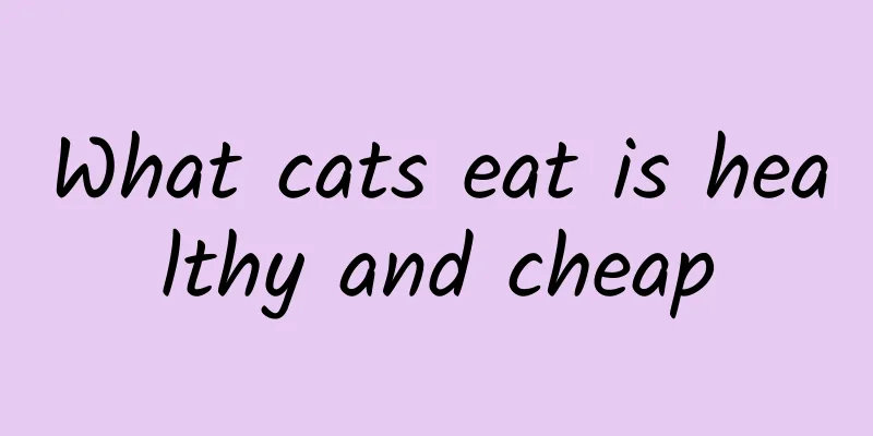 What cats eat is healthy and cheap