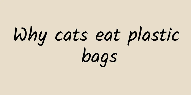 Why cats eat plastic bags