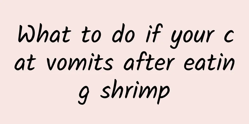 What to do if your cat vomits after eating shrimp