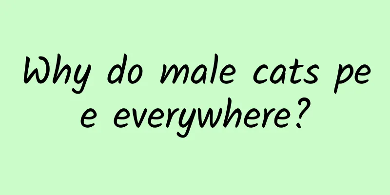 Why do male cats pee everywhere?