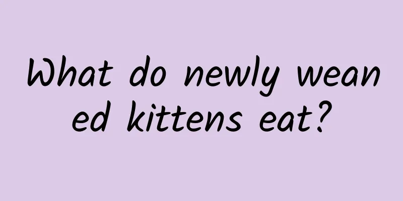 What do newly weaned kittens eat?