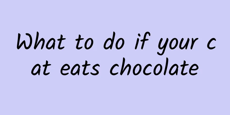 What to do if your cat eats chocolate